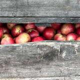 Obrazek: Z jabłek tłoczony… zasmakuj w podróży!